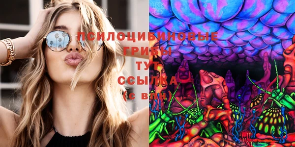 сатива Нефтекумск